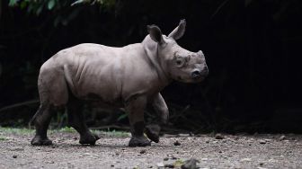 Anak Badak Putih (Ceratotherium simum) bernama Azsyifa berada di areal kandang Taman Safari Indonesia, Cisarua, Bogor, Jawa Barat, Jumat (22/1/2021).  [ANTARA FOTO/Wahyu Putro]