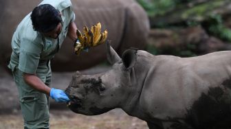 Seorang perawat satwa memberi makan anak Badak Putih (Ceratotherium simum) bernama Azsyifa di areal kandang Taman Safari Indonesia, Cisarua, Bogor, Jawa Barat, Jumat (22/1/2021). [ANTARA FOTO/Wahyu Putro]