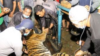 Tragis! Dititipi Jaga Harimau, Pawang Kuda Ini Malah Tewas Diterkam