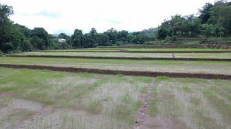Dampak Banjir, Ribuan Hektar Sawah di Pandeglang Terancam Gagal Tanam