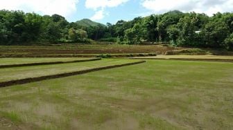 Pupuk Masih Langka di Sulsel, Pemuda Tani Unjuk Rasa