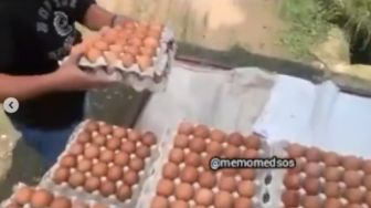 Harga Telur Anjlok, Tak Sebanding dengan Pakan Ayam, Pria Magetan Ngamuk