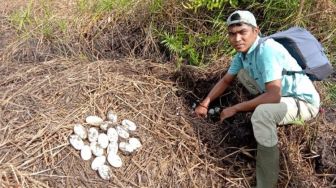 Warga Agam Dikejutkan Temuan Puluhan Butir Telur Buaya Muara di Kebun Sawit