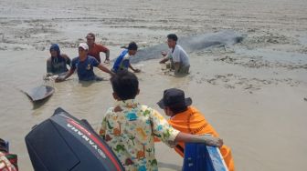 Ikan Paus Terdampar di Pantai Timur Berhasil Dikembalikan ke Laut