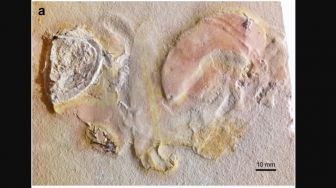 Pertama Kalinya, Ilmuwan Temukan Fosil Amon Telanjang Tanpa Cangkang