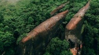 Viral Pemandangan Unik Mirip Tiga Paus Berenang di Tengah Hutan, di Mana?