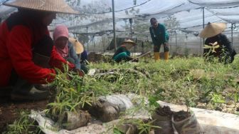 Rest Area Jalan Tol Trans Sumatera Ditanami Pohon Kayu Putih