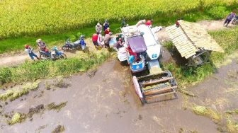 Panen Raya Lebak Melimpah, Petani : Kami Harap Diserap Bulog Setempat