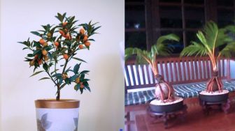 Tanaman Hias Buah Mini Juga Cocok Sebagai Pemanis Ruangan
