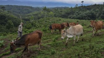 Bisakah Indonesia Swasembada Daging Sapi Lokal Melalui Sapi Pasundan?
