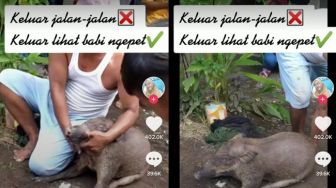 Geger Penemuan Babi Ngepet di Kolam, Warganet Malah Komentar Kocak