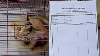 Seekor kucing berada di dalam kandang sebelum pemeriksaan kesehatan hewan gratis di UPT Pusat Kesehatan Hewan (Puskeswan) Cilawu, Kabupaten Garut, Jawa Barat, Jumat (29/1/2021). [ANTARA FOTO/Candra Yanuarsyah]