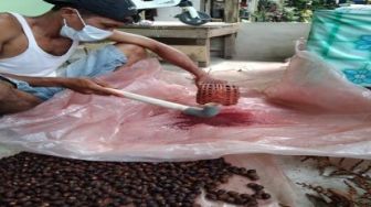 Menggiurkan, Satu Hektar Jernang Hasilnya Sama dengan 15 Hektar Sawit