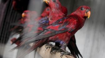 Sejumlah burung Nuri Merah Maluku (Eos Bornea) berada dalam kandang transit Balai Besar Konservasi Sumber Daya Alam (BBKSDA) Sulsel di Makassar, Sulawesi Selatan, Jumat (29/1/2021). [ANTARA FOTO/Arnas Padda]