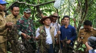 Perkenalkan Buah Jernang yang Nilai Ekonominya Lebih Tinggi dari Sawit