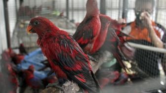 Petugas memberi makan burung Nuri Merah Maluku (Eos Bornea) di dalam kandang transit Balai Besar Konservasi Sumber Daya Alam (BBKSDA) Sulsel, Makassar, Sulawesi Selatan, Jumat (29/1/2021). [ANTARA FOTO/Arnas Padda]