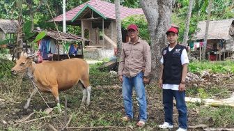 Perbaiki Gizi Korban Gempa Sulbar, ACT Distribusikan Beberapa Ekor Sapi