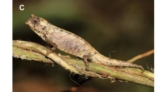 Mungil! Bisa Diletakkan di Ujung Jari, Ini Reptil Terkecil di Dunia