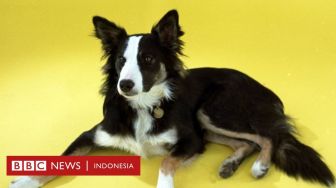 Anjing Jenius: Bisa Belajar Mengenal Nama-nama Objek seperti Anak