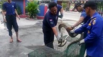 Empat Ekor Ular Piton Dilepasliarkan di Taman Hutan Raya