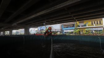 Petugas PPSU mengecek ikan lele yang dibudidayakan di kolong Tol Becakayu, Kalimalang, Jakarta, Selasa (2/2/2021). [Suara.com/Angga Budhiyanto]