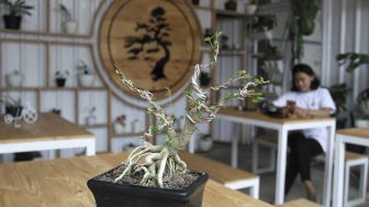 Menikmati Kopi di Cafe Galeri Bonsai