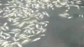 Cuaca Buruk, 1 Ton Ikan Keramba Danau Maninjau Mati Mendadak