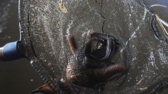 Budidaya Ikan Lele: Pilih Benih, Pakan, hingga Kualitas Air Kolam
