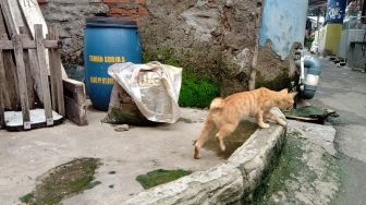 Bikin Emaknya Histeris, Detik-detik Juki Bekuk Wanita Pembunuh Kucing