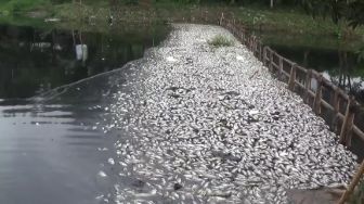 Ikan di Situ Citongtut Kembali Mati, DLH Sebut 4 Perusahaan Buang Limbah ke Sungai