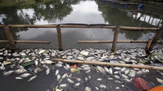 Kondisi ikan yang mati, di Setu Citongtut, Gunung Putri, Kabupaten Bogor, Jawa Barat, Rabu (3/2/2021).  [ANTARA FOTO/Yulius Satria Wijaya]