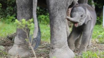 Sambutlah Anak Gajah Sumatera Ini Lahir dengan Selamat