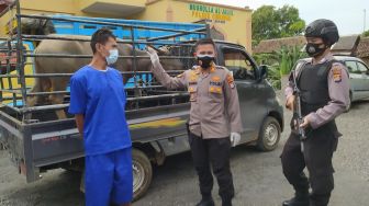 Curi 4 Kerbau di Cilegon, Pelaku Jual ke Pedagang Daging Rp 30 Juta