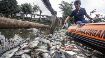 Ribuan Ikan di Setu Citongtut Bogor Mati Mendadak