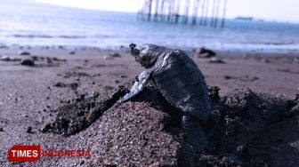 Abrasi Ancam Populasi Penyu dan Wisata Pesisir Banyuwangi