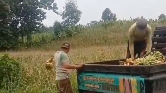 Heboh Video 2 Pria Buang Pisang ke Ladang, Warganet: Biar Viral?