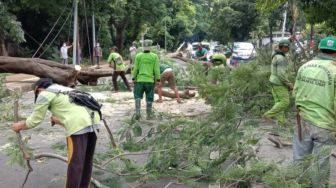 Pohon Ambruk Timpa Pengendara di Jalur Gunung Gumitir Jember