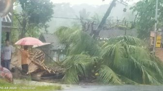 Kuasa Allah! Pohon Kelapa Bercabang Empat di Jember Tumbang, Listrik Padam