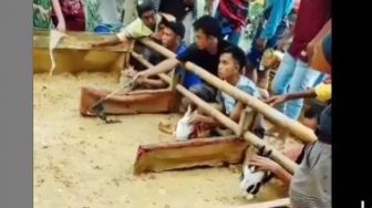 Viral Lomba Balap Kelinci di Lumajang, Warganet Kasihan Soroti Bagian Ini