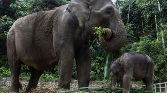 Anak Gajah Sumatera (Elephas maximus sumatranus) bermain dengan induknya di Pusat Latihan Satwa khusus Gajah Sumatera, Tangkahan, Kabupaten Langkat, Sumatera Utara, Kamis (4/2/2021). ANTARA FOTO/Rony Muharrman
