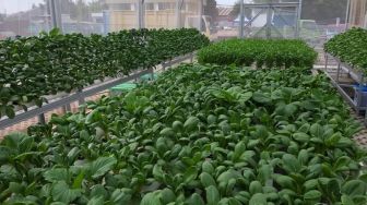 Selama Pandemi, Masyarakat Bisa Penuhi Kebutuhannya di Urban Farming Ini