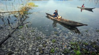 Duh, 5 Ton Ikan Mati Mendadak di Danau Maninjau Sumbar