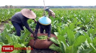 DPRD Jatim Berharap Tak Ada Kenaikan Cukai Hasil Tembakau