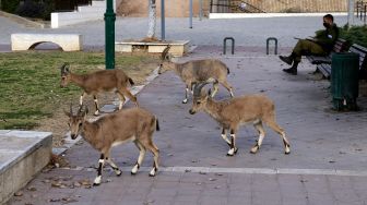 Nubian ibexes, sejenis kambing gurun berkeliaran di jalan selama masa karantina nasional karena krisis pandemi COVID-19 di kota Mitzpe Ramon, Israel selatan, pada (4/2/2021). [MENAHEM KAHANA / AFP]