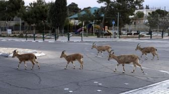 Nubian ibexes, sejenis kambing gurun berkeliaran di jalan selama masa karantina nasional karena krisis pandemi COVID-19 di kota Mitzpe Ramon, Israel selatan, pada (4/2/2021). [MENAHEM KAHANA / AFP]