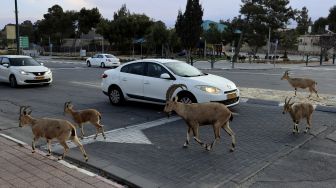 Jalanan di Israel Dikuasai Kawanan Kambing Gurun saat Lockdown