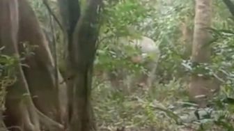 BKKSDA Kesulitan Halau Gajah karena Perusahaan Tidak Kooperatif