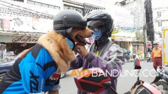 Viral Video Anjing Pakai Masker dan Helm, Aril Kebanjiran Order