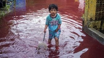 
Seorang anak kecil bermain di jalan perkampungan yang tergenang banjir berwarna merah di Jenggot, Pekalongan, Jawa Tengah, Sabtu (6/2/2021). Menurut warga setempat, air banjir berwarna merah itu disebabkan oleh pencemaran limbah pewarna batik berwarna merah karena di lokasi tersebut terdapat ratusan pelaku usaha batik. [ANTARA FOTO/Harviyan Perdana Putra]