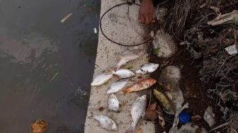 Geger Puluhan Ikan Mati di Sungai Deli, Diduga karena Limbah Beracun
